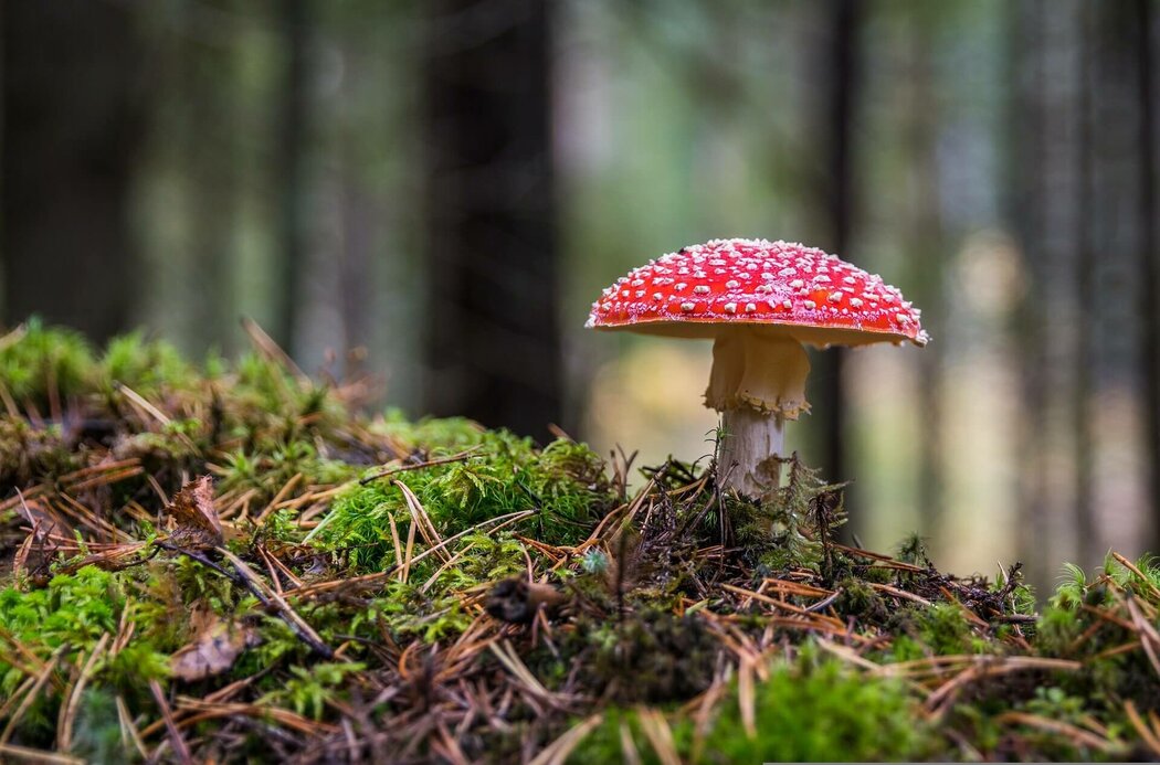 Bild von einem Fliegenpilz im Wald